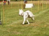 10. Hunderennen