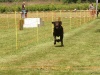 10. Hunderennen