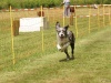10. Hunderennen