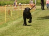 10. Hunderennen