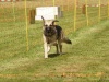 10. Hunderennen