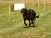 10. Hunderennen
