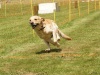 10. Hunderennen