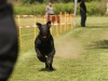 10. Hunderennen