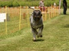 10. Hunderennen