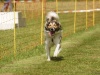 10. Hunderennen