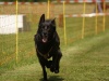 10. Hunderennen