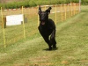 10. Hunderennen