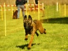 Hunde-0001