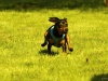 Hunde-0002