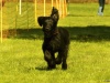 Hunde-0003