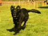Hunde-0004