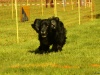 Hunde-0005
