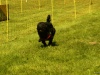 Hunde-0006