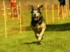 Hunde-0007