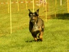 Hunde-0008