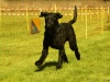 Hunde-0009