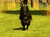 Hunde-0010