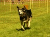 Hunde-0011