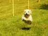 Hunde-0012