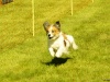 Hunde-0013