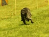 Hunde-0014