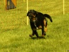 Hunde-0015