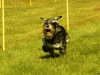 Hunde-0016