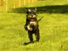 Hunde-0017