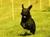 Hunde-0018