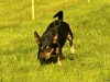 Hunde-0019