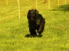 Hunde-0020