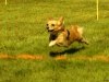 Hunde-0021