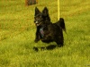 Hunde-0022