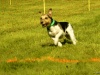 Hunde-0023