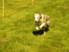 Hunde-0024