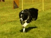 Hunde-0025