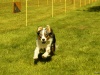 Hunde-0026