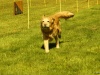 Hunde-0027