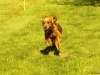 Hunde-0028