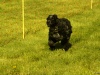 Hunde-0029