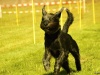 Hunde-0030