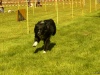 Hunde-0031