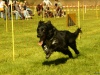 Hunde-0032