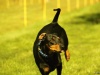 Hunde-0033