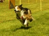 Hunde-0034