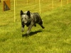 Hunde-0035