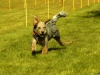 Hunde-0036