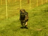 Hunde-0037