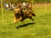 Hunde-0038